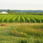 Frogpond Farm Organic Winery