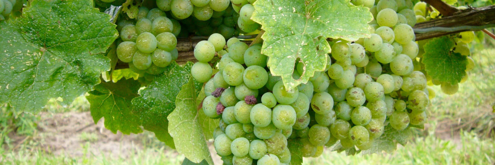White Wine