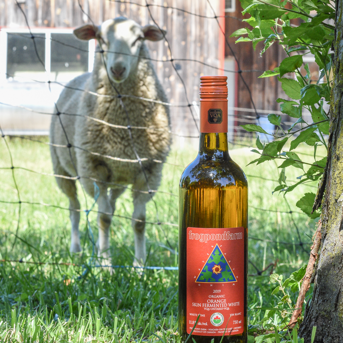 Frogpond Farm | A bottle of certified organic skin fermented Orange wine with a sheep looking out behind it.