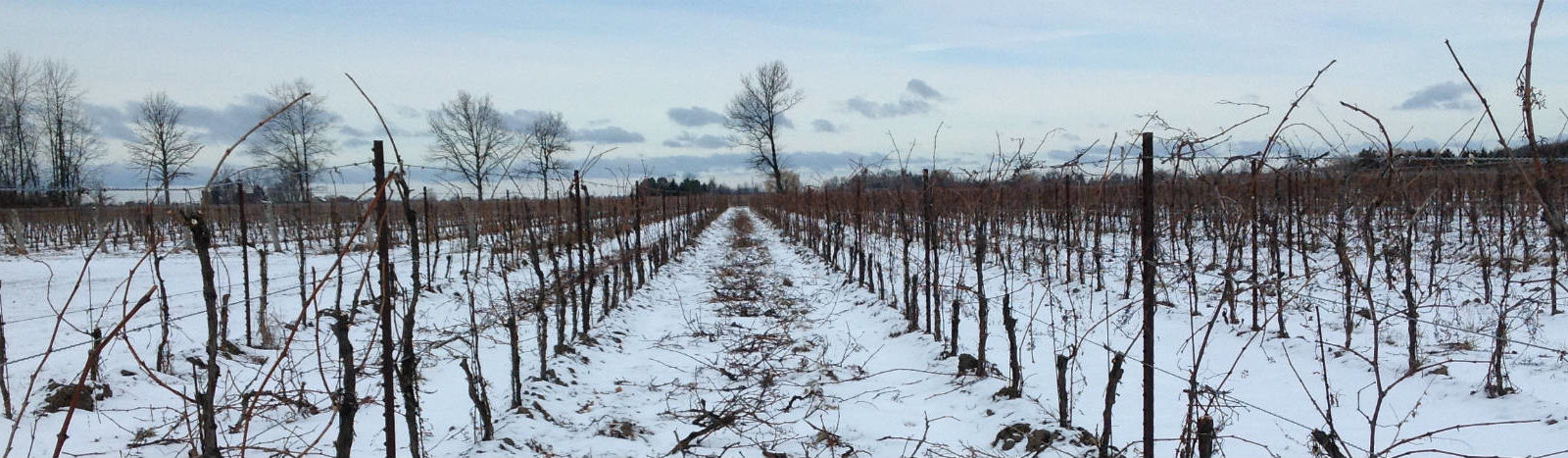Frogpond Ice Wine